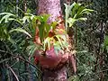 Platycerium bifurcatum près de Kuranda (Queensland, Australie)