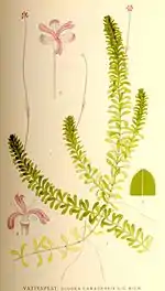 Elodea canadensis