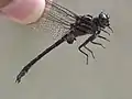 Stylurus notatus.