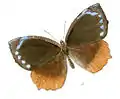 Elymnias hypermnestra undularis