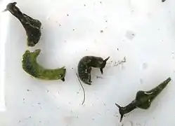 Elysia viridis