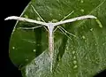 Emmelina monodactyla au repos