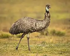 Émeu d'Australie dans le Territoire de la capitale australienne.