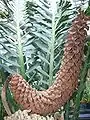 Cone mâle.