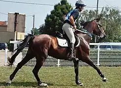 Laïka du Cade, jument Shagya, en France.