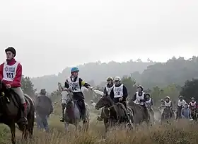 Image illustrative de l’article Endurance (équitation)