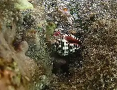 Engina bonasia