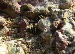 Engina mendicaria