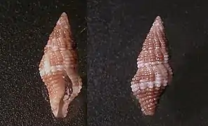 Engina menkeana