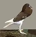Grand boulant anglais haut sur pattes(GB/310)