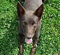 Femelle Kelpie Chocolat