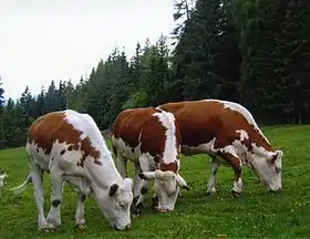 Image illustrative de l’article Ennstaler bergschecken