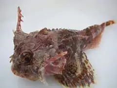 Enophrys diceraus.