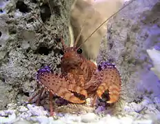 Enoplometopus daumi