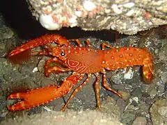 Enoplometopus antillensis, un « homard tropical » de la famille des Enoplometopidae