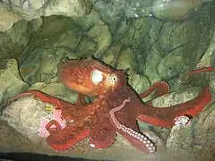 En captivité.