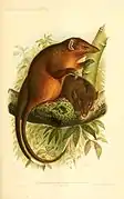 Phascolosorex dorsalis