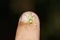 Epeus flavobilineatus ♀