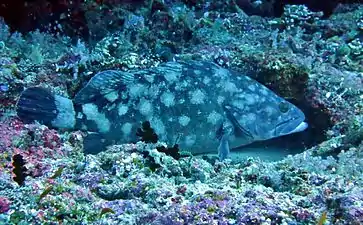Un mérou à points blancs (en) (Epinephelus coeruleopunctatus).