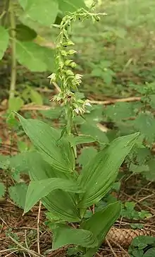 Épipactis à larges feuilles