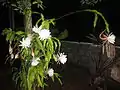 Aspect général en pleine floraison nocturne