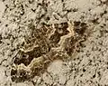Epirrhoe alternata  (Müller, 1764)