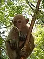 Niveau 3 : singe dans les arbres