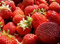 Fraise (Fragaria sp., Rosales, Rosaceae)
