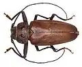 Ergates faber (Ergate forgeron) (Linnaeus, 1767)