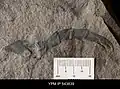 Patte d'Erieopterus microphthalmus montrant l'absence d'épines individuelles, remplacées par des projections pointues de l'exosquelette sur les derniers articles.