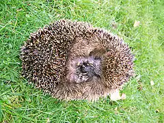 Le Hérisson d'Europe occidentale (Erinaceus europaeus).