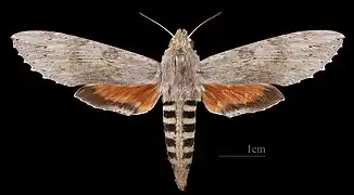 Erinnyis ello ♀ MHNT