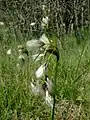 Eriophorum latifolium