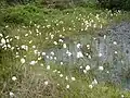 La linaigrette vaginée.