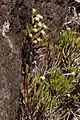 Eriotrix lycopodioides, une des plantes les plus rares de Bébour