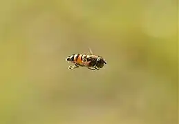 Spécimen en vol