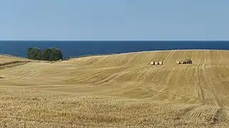 La récolte dans le Dänischer Wohld (de) sur la côte de la Baltique dans le Schleswig-Holstein. Juillet 2018.