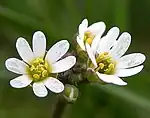Macrophotographie de fleurs.