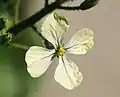Fleur.