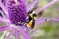Eryngo de Leavenworth et bourdon tricolore