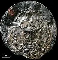 Eryon ellipticus