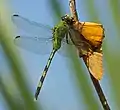 Erythemis vesiculosa femelle