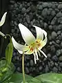 Erythronium 'White Beauty'