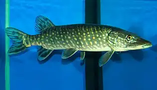 Le Grand Brochet.