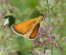 Thymelicus lineola