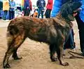 Un chien de la Serra da Estrela bringé.