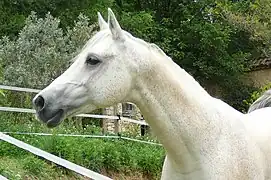 Étalon gris au profil concave, en France.