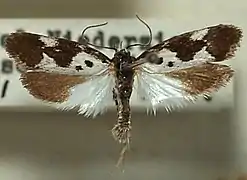 Ethmia quadrillella