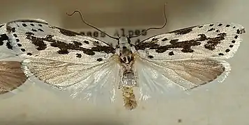 Ethmia pusiella