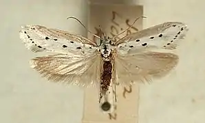 Ethmia terminella